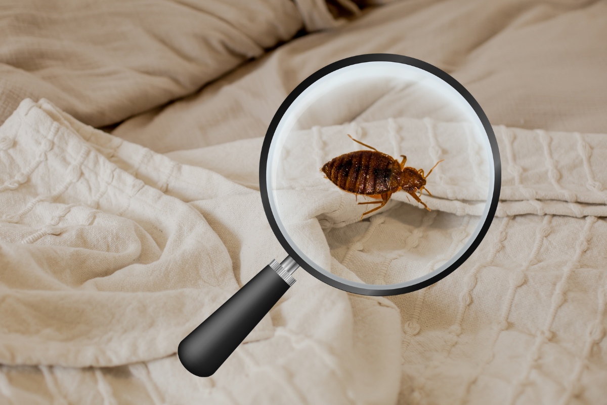 Cómo eliminar chinches de la cama: métodos eficaces para combatir una plaga persistente